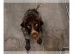 German Wirehaired Pointer DOG FOR ADOPTION RGADN-1267042 - HAMILTON - German