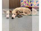 Huskies -Schnauzer (Giant) Mix DOG FOR ADOPTION RGADN-1267044 - SPIKE - Husky /
