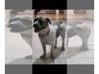 Miniature Schnauzer Mix DOG FOR ADOPTION RGADN-1267058 - (pending) Nena - 1