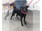 Labrador Retriever Mix DOG FOR ADOPTION RGADN-1267065 - FERN - Labrador