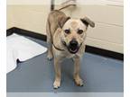 Labrador Retriever Mix DOG FOR ADOPTION RGADN-1267070 - MILO - Labrador