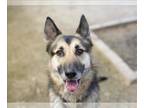 German Shepherd Dog DOG FOR ADOPTION RGADN-1267096 - LUCKY - German Shepherd Dog