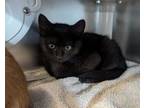 Adopt PANTHER a Domestic Short Hair