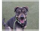 Rottweiler Mix DOG FOR ADOPTION RGADN-1267115 - HENDRICKS - Rottweiler / Mixed