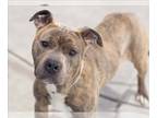 American Pit Bull Terrier DOG FOR ADOPTION RGADN-1267131 - MCBEAN - Pit Bull