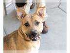 Shepweiller DOG FOR ADOPTION RGADN-1267135 - LYCHEE - German Shepherd Dog /