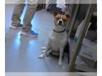 Carolina Dog-German Shorthaired Pointer Mix DOG FOR ADOPTION RGADN-1267173 -