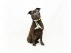 Chow Chow-Labrador Retriever Mix DOG FOR ADOPTION RGADN-1267178 - LOVEY -