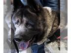 Akita DOG FOR ADOPTION RGADN-1267180 - OSO - Akita (medium coat) Dog For