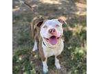 Adopt HOOLIGAN a Pit Bull Terrier