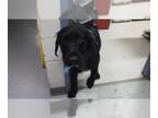 Labradoodle DOG FOR ADOPTION RGADN-1267191 - BUDDY - Labrador Retriever / Poodle