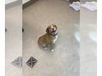 Beagle Mix DOG FOR ADOPTION RGADN-1267197 - PETRA - Beagle / Mixed (medium coat)