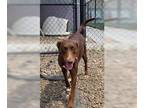 Labrador Retriever Mix DOG FOR ADOPTION RGADN-1267207 - Lita - Labrador