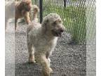Poodle (Standard) Mix DOG FOR ADOPTION RGADN-1267212 - Vicky available 6/6 -