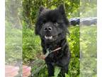 Chow Chow Mix DOG FOR ADOPTION RGADN-1267218 - Lady available 6/6 - Chow Chow /