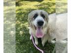 Great Pyrenees Mix DOG FOR ADOPTION RGADN-1267220 - Sabine available 6/6 - Great