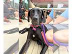 Great Dane Mix DOG FOR ADOPTION RGADN-1267232 - Sasha - Great Dane / Mixed Dog