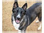 Akita-German Shepherd Dog Mix DOG FOR ADOPTION RGADN-1267238 - SELENA - German