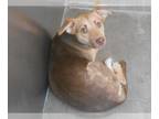 Shepradors DOG FOR ADOPTION RGADN-1267261 - GLADYS - Labrador Retriever / German