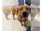 English Mastweiler DOG FOR ADOPTION RGADN-1267264 - *FARIS - Mastiff /