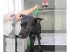 German Shepherd Dog-Siberian Husky Mix DOG FOR ADOPTION RGADN-1267280 - LUNA -