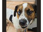 Basset Hound Mix DOG FOR ADOPTION RGADN-1267281 - Benny - Basset Hound / Mixed