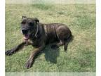 Mastiff DOG FOR ADOPTION RGADN-1267284 - KANE - Mastiff (medium coat) Dog For