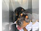 Rottweiler-American Pit Bull Terrier DOG FOR ADOPTION RGADN-1267285 - DEBO -