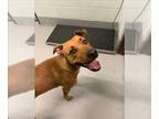 Black Mouth Cur Mix DOG FOR ADOPTION RGADN-1267297 - CANDY - Black Mouth Cur /