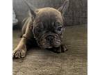 French Bulldog Puppy for sale in Garden City, MI, USA