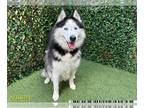 Mix DOG FOR ADOPTION RGADN-1267307 - ZEUS - Husky (medium coat) Dog For