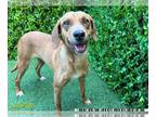 American Foxhound DOG FOR ADOPTION RGADN-1267314 - SABLE - American Foxhound