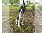 Jack Chi DOG FOR ADOPTION RGADN-1267355 - Olivia - Jack Russell Terrier /
