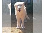 Siberian Husky Mix DOG FOR ADOPTION RGADN-1267357 - **MOCHI - Siberian Husky /