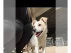 Jack Russell Terrier Mix DOG FOR ADOPTION RGADN-1267376 - Angie - Jack Russell