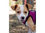 Adopt Backflip a Jack Russell Terrier, Dachshund