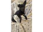 Adopt Baby Twinkie a Yorkshire Terrier, Terrier