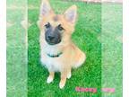 Golden Retriever DOG FOR ADOPTION RGADN-1267415 - Kacey - Golden Retriever /