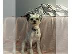 Shih Tzu DOG FOR ADOPTION RGADN-1267416 - Dollie - Shih Tzu (short coat) Dog For