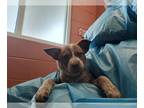 Australian Cattle Dog DOG FOR ADOPTION RGADN-1267444 - COLA - Queensland Heeler