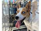 Beagle-Huskies Mix DOG FOR ADOPTION RGADN-1267453 - *MAGNOLIA - Beagle / Husky /