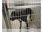 Black and Tan Coonhound-German Shepherd Dog Mix DOG FOR ADOPTION RGADN-1267472 -