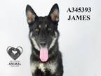 Adopt JAMES a German Shepherd Dog, Mixed Breed