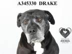 Adopt DRAKE a Pit Bull Terrier