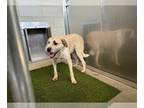 Irish Wolfhound Mix DOG FOR ADOPTION RGADN-1267485 - DEXTER - Irish Wolfhound /