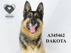 Adopt DAKOTA a German Shepherd Dog