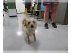 Cairn Terrier DOG FOR ADOPTION RGADN-1267501 - A071713 - Cairn Terrier (medium