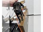 Labrador Retriever Mix DOG FOR ADOPTION RGADN-1267503 - A071752 - Labrador