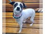 Parson Russell Terrier Mix DOG FOR ADOPTION RGADN-1267515 - PURKEY - Parson