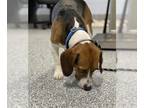 Beagle DOG FOR ADOPTION RGADN-1267518 - DUNKIN - Beagle (medium coat) Dog For